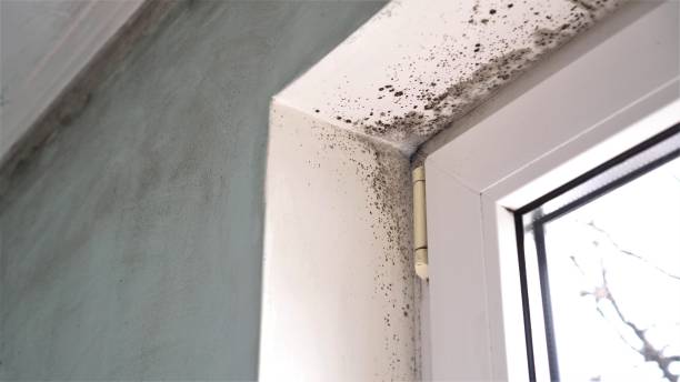 Best Toxic Mold Removal  in Harbor Beach, MI