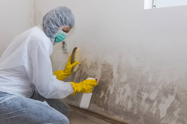 Best Attic Mold Removal  in Harbor Beach, MI