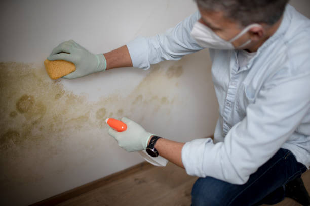 Mold Testing and Removal in Harbor Beach, MI