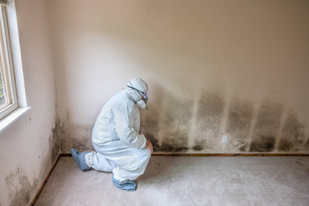 Best Office Mold Removal Services  in Harbor Beach, MI