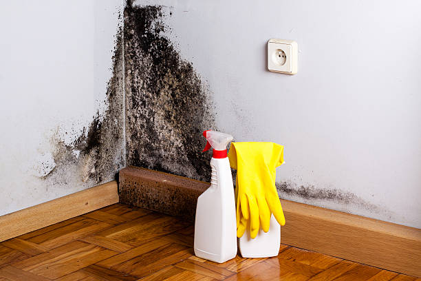 Best Toxic Mold Removal  in Harbor Beach, MI